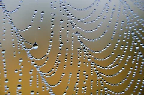 Spiderweb Stock Photos