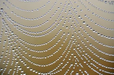 Spiderweb Foto stock