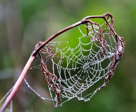Spiderweb Foto stock