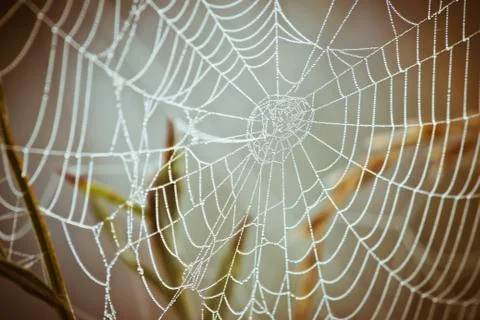 Spiderweb Stock Photos