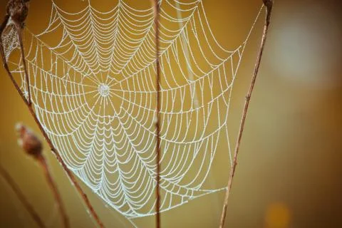 Spiderweb Stock Photos