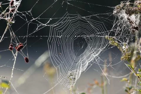 Spiderweb Foto stock