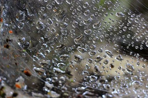 Spiderweb 库存照片