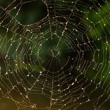 Spiderweb Stock Photos