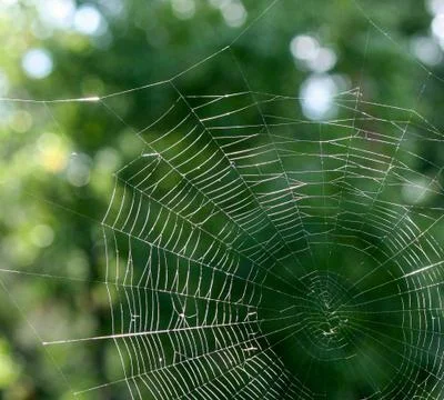 Spiderweb Stock Photos