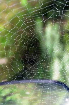 Spiderweb Stock Photos