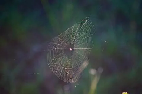 Spiderweb Stock Photos