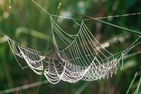 Spiderweb Stock Photos