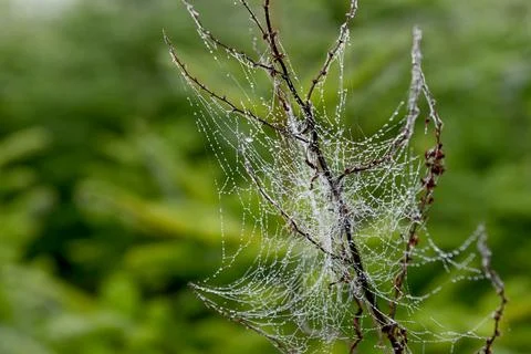 Spiderweb Foto stock