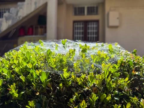 The spiderweb on the piano Stock Photos