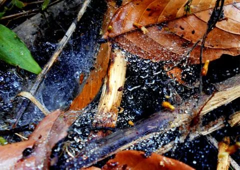 Spiderweb with rain dew Stock Photos