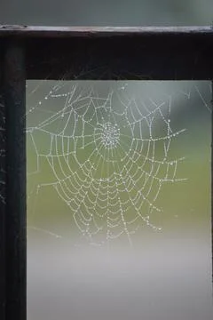 Spiderweb in the shape of a circle in a window Stock Photos