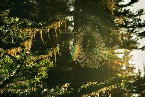 A spiderweb shimmers with captured light. Stock Photos