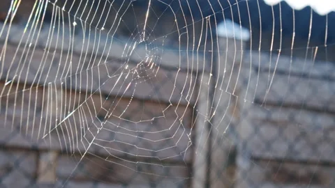 A spiderweb shining in the sun light. Stock Footage 147738054