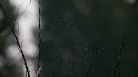 Spiderweb slowly moving in the breeze between plants in field Stock Footage 50938838