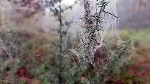 Spiderweb on the sparky shrubs- spider cobweb on misty blurred backdrop Stock Footage 295938259