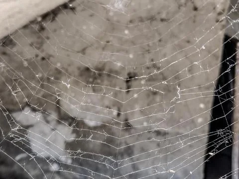 Spiderweb in the spring in Romania - closeup view Foto stock