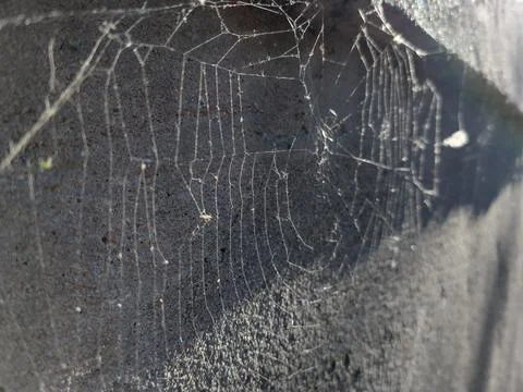 Spiderweb in the spring in Romania - closeup view Фото