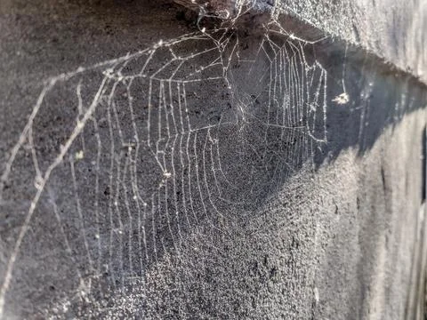 Spiderweb in the spring in Romania - closeup view Foto stock