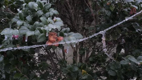 Spiderweb Strand Covered in Ice After Freezing Rain Stock Footage 327725872