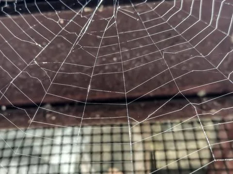 Spiderweb in the summer, in Maramures, Romania - macro view 스톡 사진
