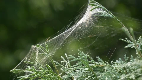 Spiderweb in the sun - 4K 4:2:2 10-bit Stock Footage 92952045