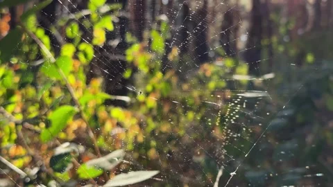 Spiderweb swaying in wind at forest with sunlight at background. Spider builds a Video stock 305870059