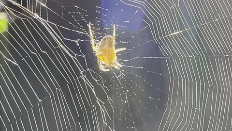 Spiderweb swaying in wind at garden with sunlight at background. Spider builds a Video stock 310397959