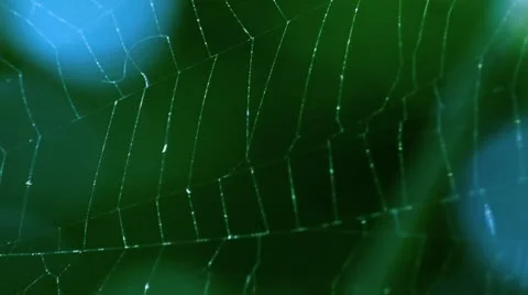 Spiderweb swings in the wind Stock Footage 10893817