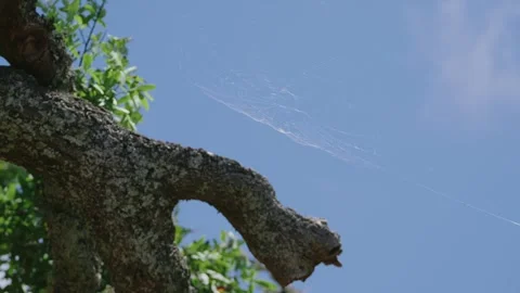 Spiderweb on tree blowing in the wind Stock Footage 291185194