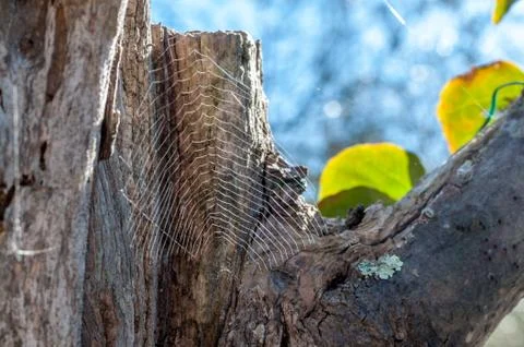 Spiderweb on a tree branch Stock Photos