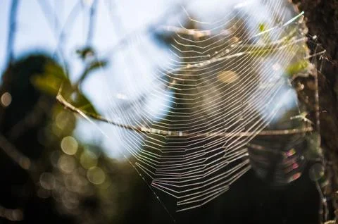Spiderweb on a tree branch Stock-Fotos