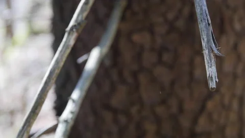 Spiderweb in tree Stock Footage 143551138