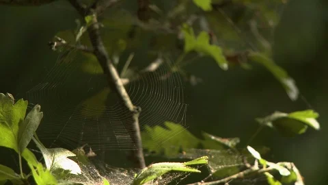 Spiderweb on Tree Limbs Stock Footage 115649153
