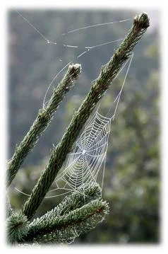 Spiderweb on a tree Stock-Fotos