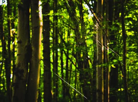 A spiderweb that was spun between two trees at the edge of a hiking trail 写真素材