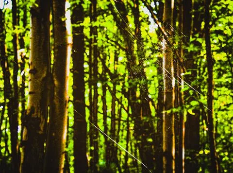 A spiderweb that was spun between two trees at the edge of a hiking trail in 写真素材