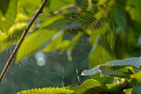 Spiderweb with waterdrops Stock Photos