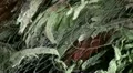 Spiderweb with waterdrops in the wind 20110430 160823 HD Footage