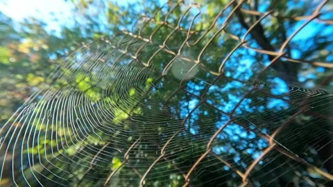 Spiderweb weaving on a rusty chain link fence in nature Видео 347361200