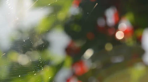 Spiderweb in the wind Stock Footage 26208869
