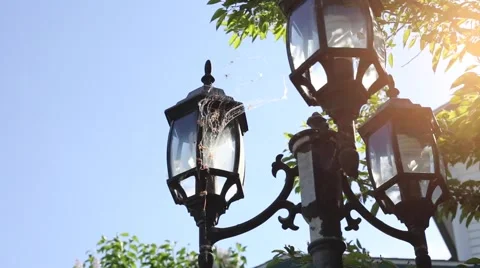 Spiderweb in the wind Stock Footage 64939296