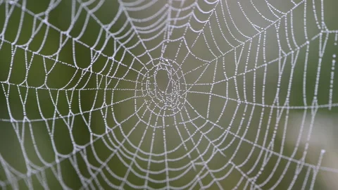 Spiderweb in the wind Video stock 142780459