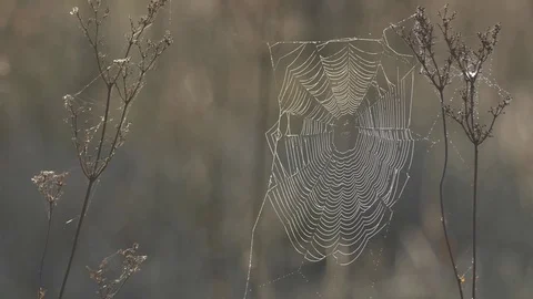 Spiderweb on the withered grass in fog Video stock 77678281