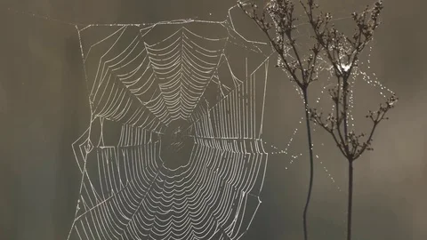 Spiderweb on the withered grass in fog Stock Footage 77678375