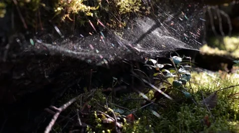 Spiderweb in the Wood Stock Footage 64848913