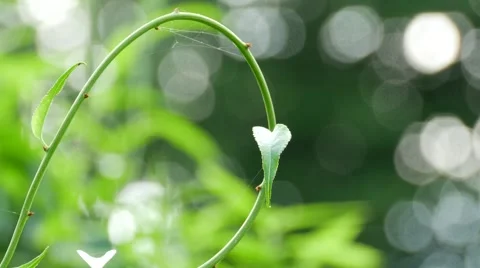 Spiderwebbed Leaf Still Video stock 45520978