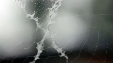 Spiderwebd Stock Photos