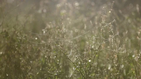 Spiderwebs Between Grasses Stock Footage 74684122