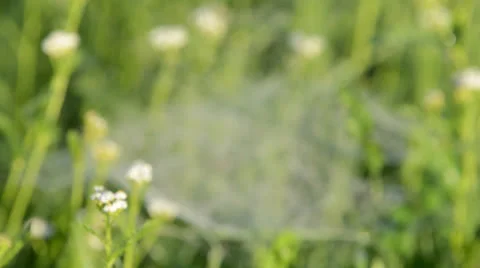 Spiderwebs Stock Footage 25929010